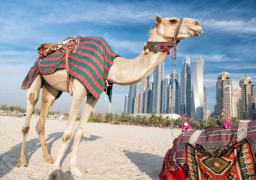 Skyline Dubai met kameel