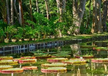 Pamplemousse - Mauritius