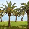 Grecotel Daphnila Bay Palmtrees Grecotel Daphnila Bay Palmtrees