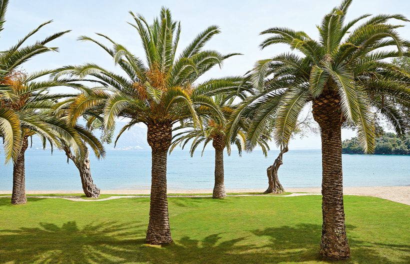 Grecotel Daphnila Bay Palmtrees Grecotel Daphnila Bay Palmtrees